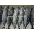 frozen skipjack tuna price whole round Katsuwonus Pelamis